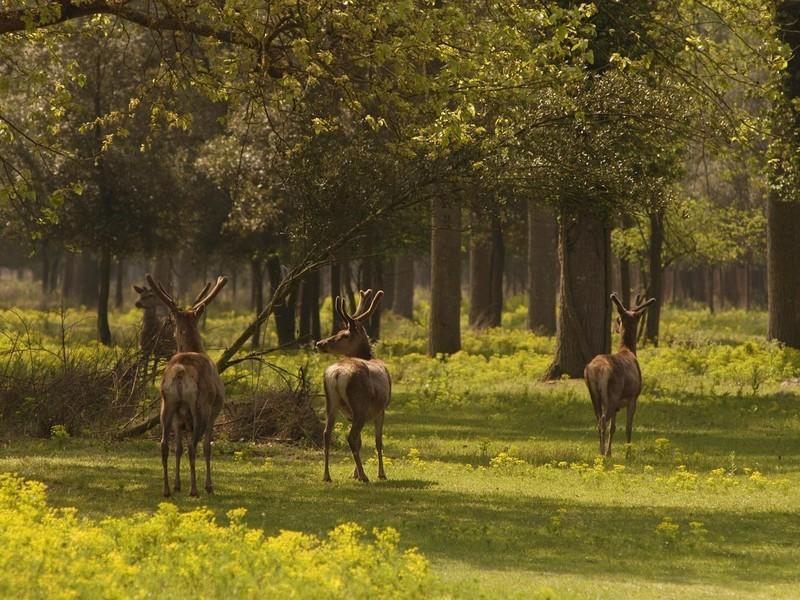 Il Dosso Agriturismo Codigoro Eksteriør bilde